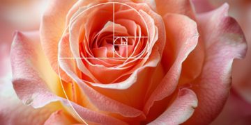 Le Golden Ratio